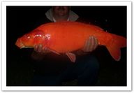 Koi,koi,koi !!!
