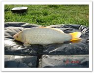 1 belle koi blanche !