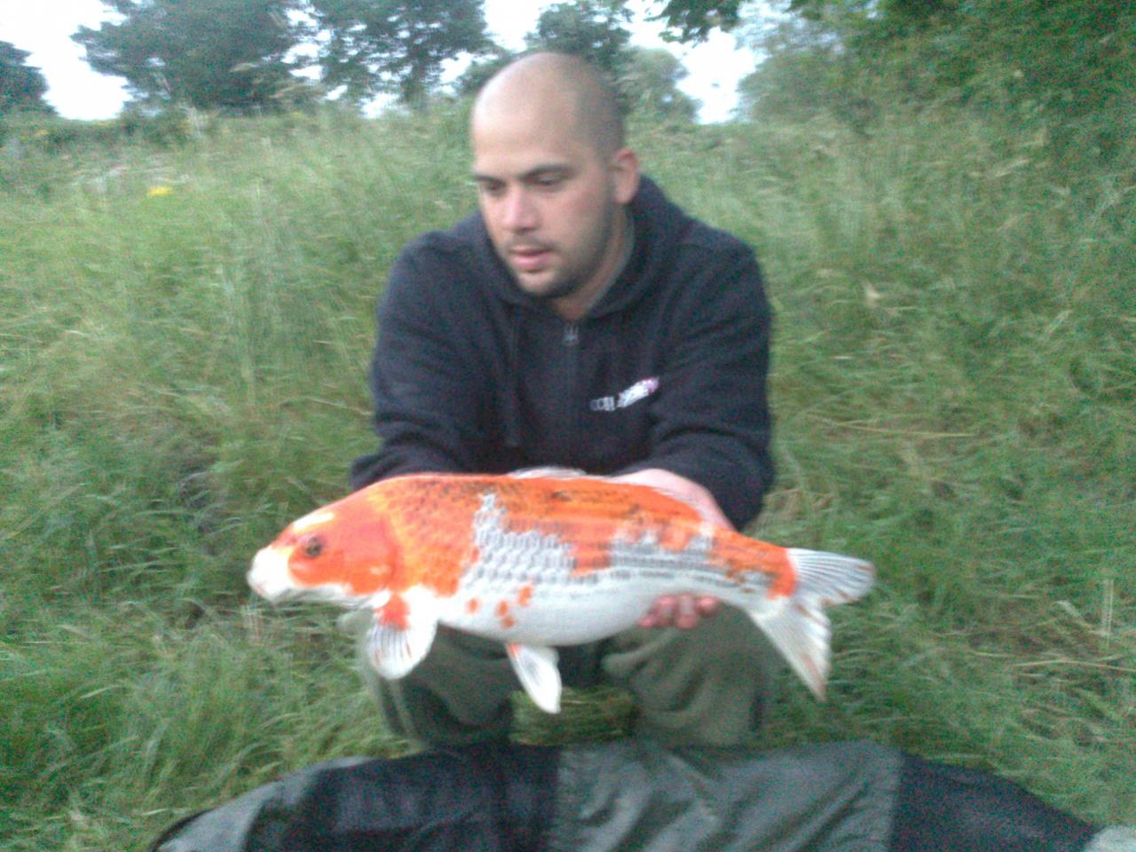 une jolie petite koi