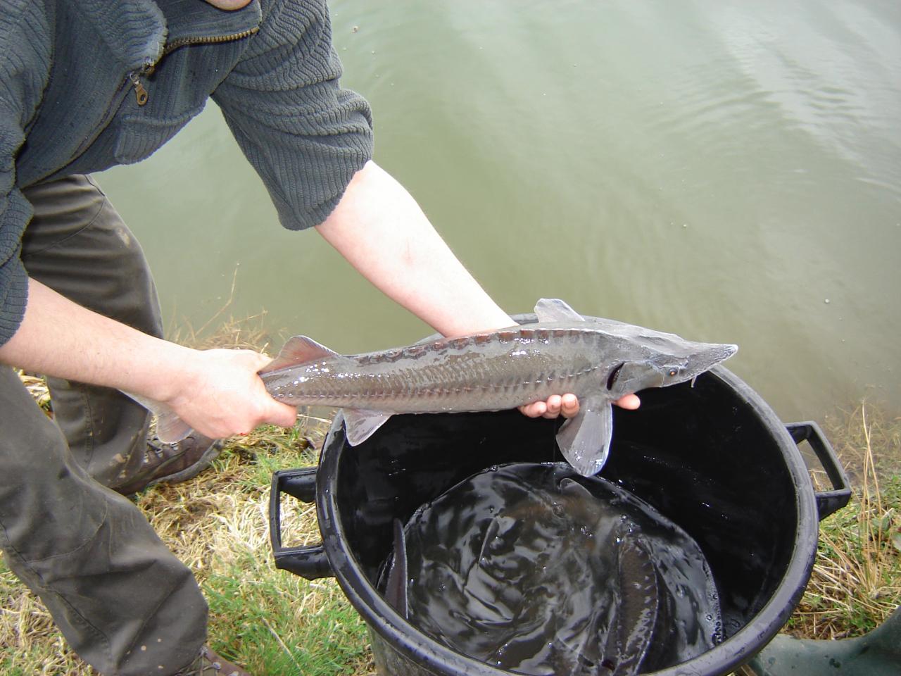 Alevinage 2006