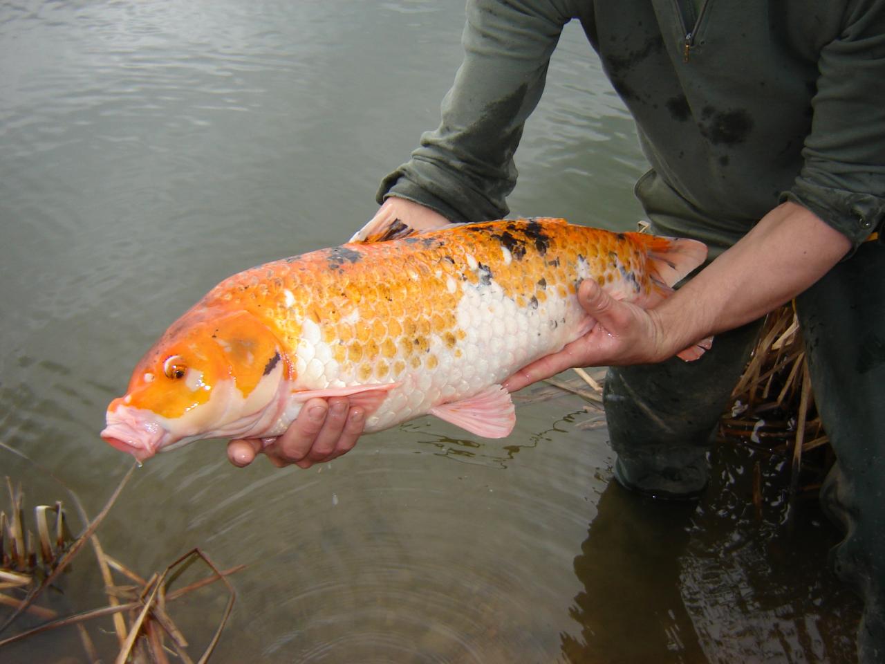 Alevinage 2006
