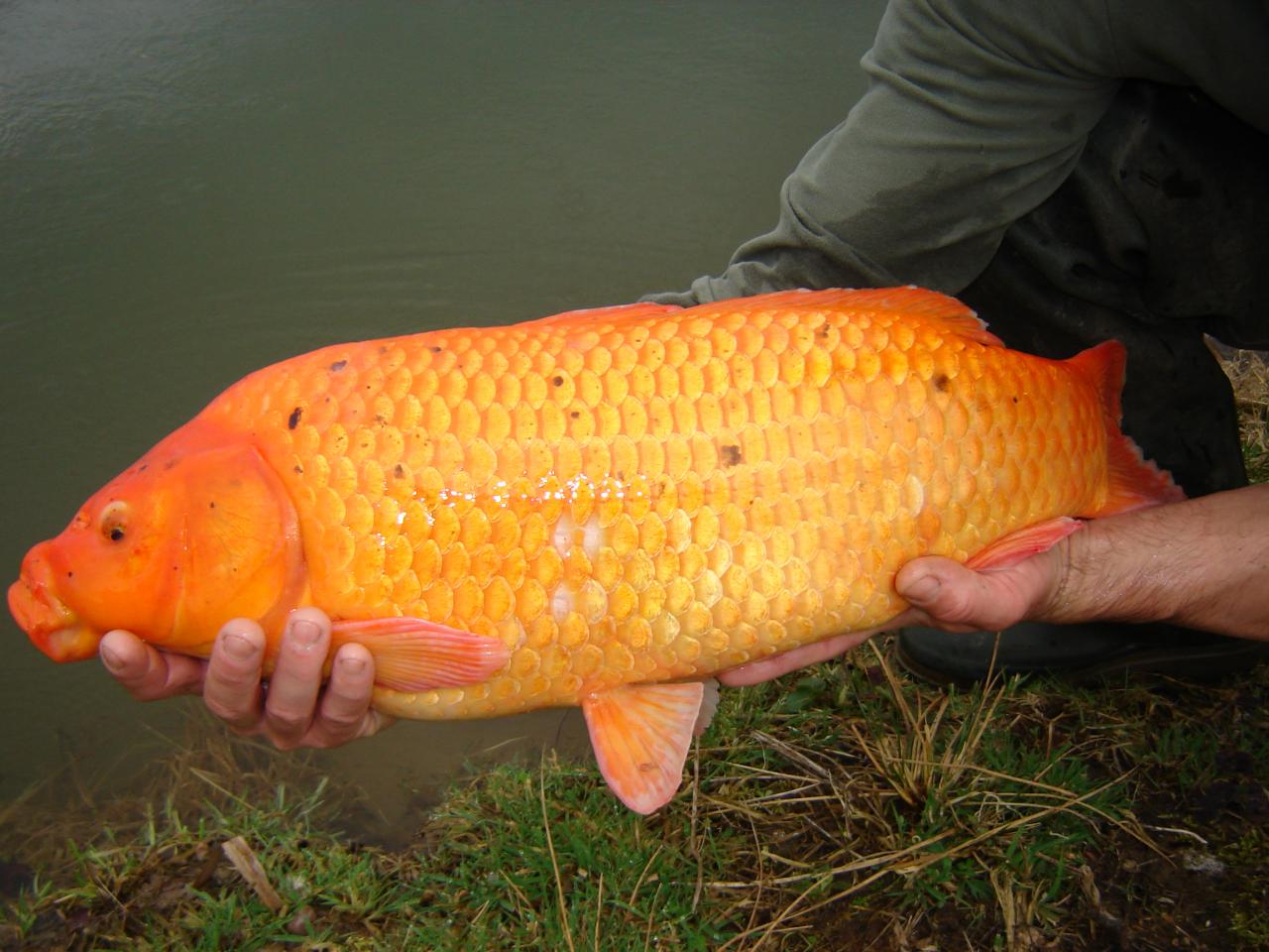 Alevinage 2006