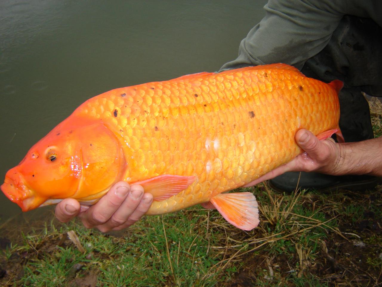 Alevinage 2006