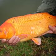 Alevinage 2006