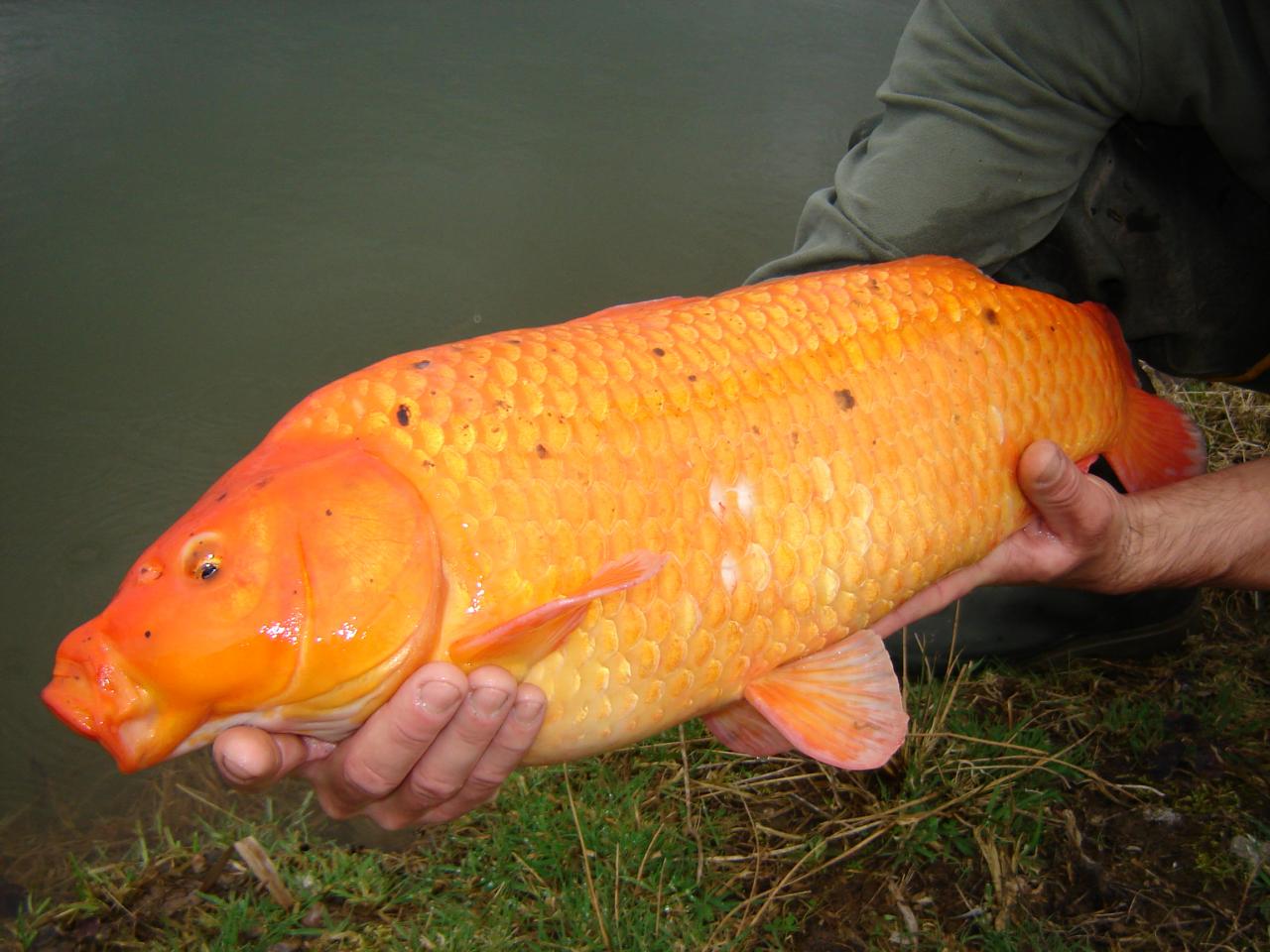 Alevinage 2006