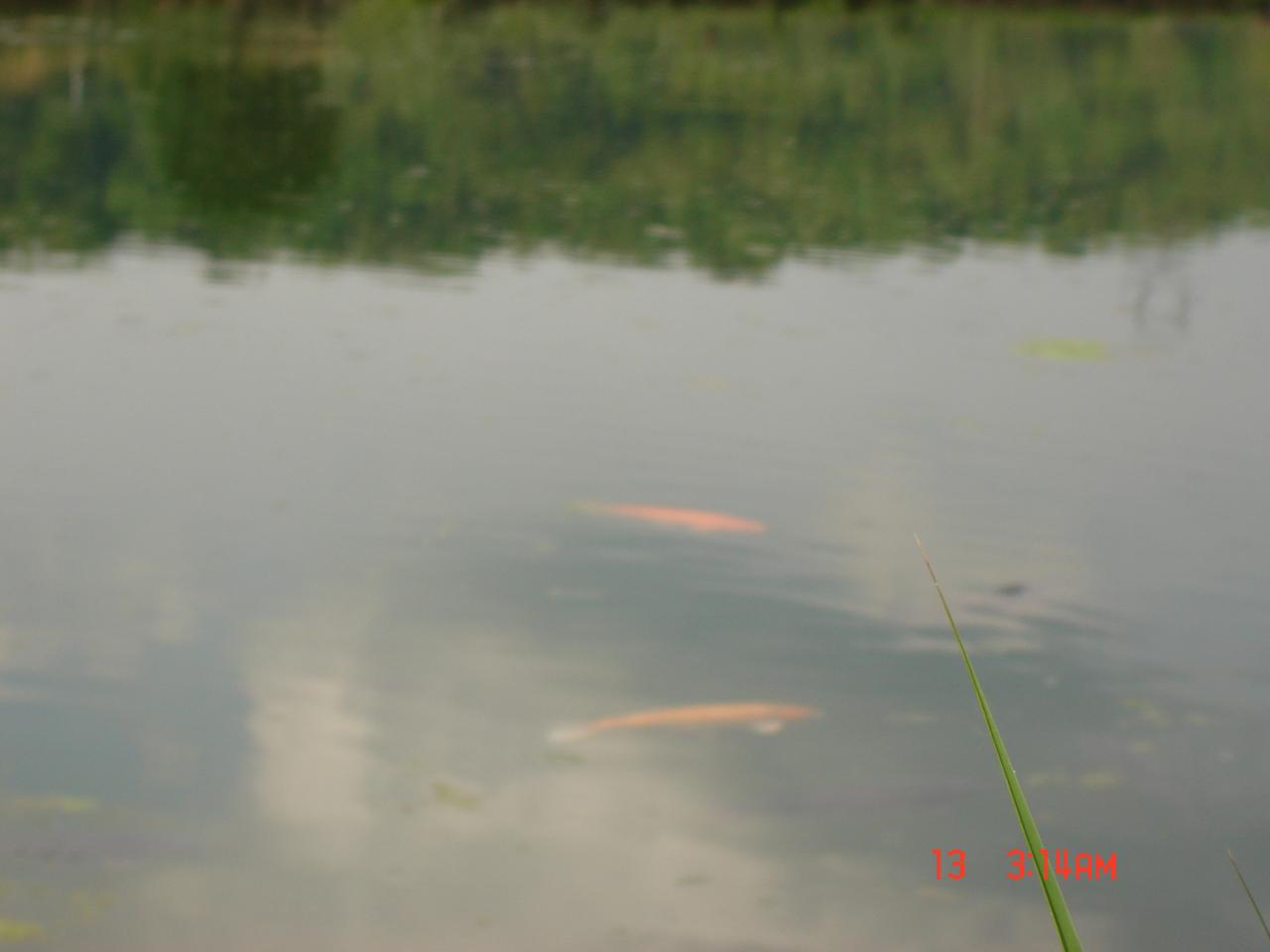 Et dire que certains  pense qu'il n'y à pas de poisson dans l'étang..