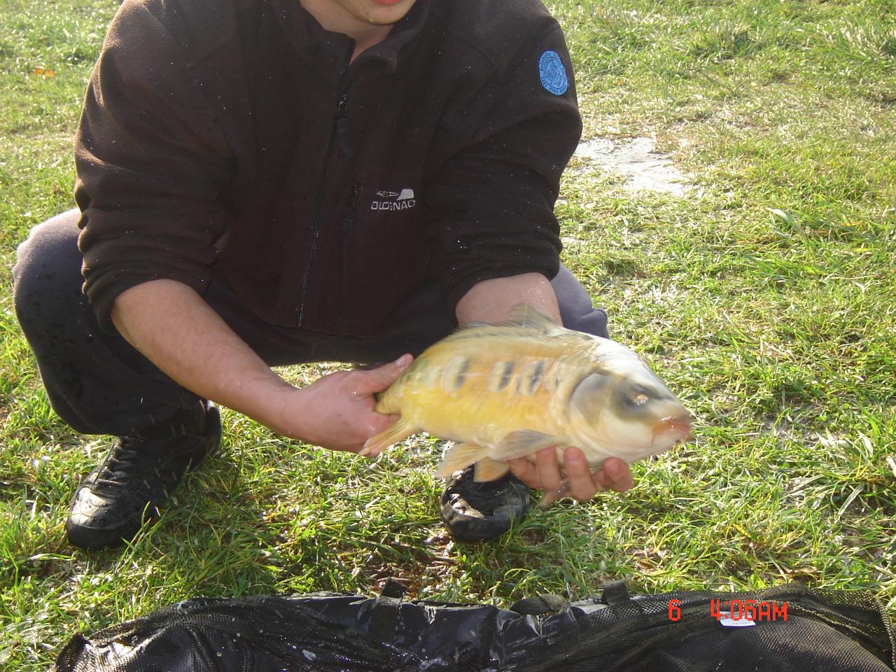 Joli poisson