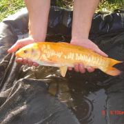 Une koi orange de plus..