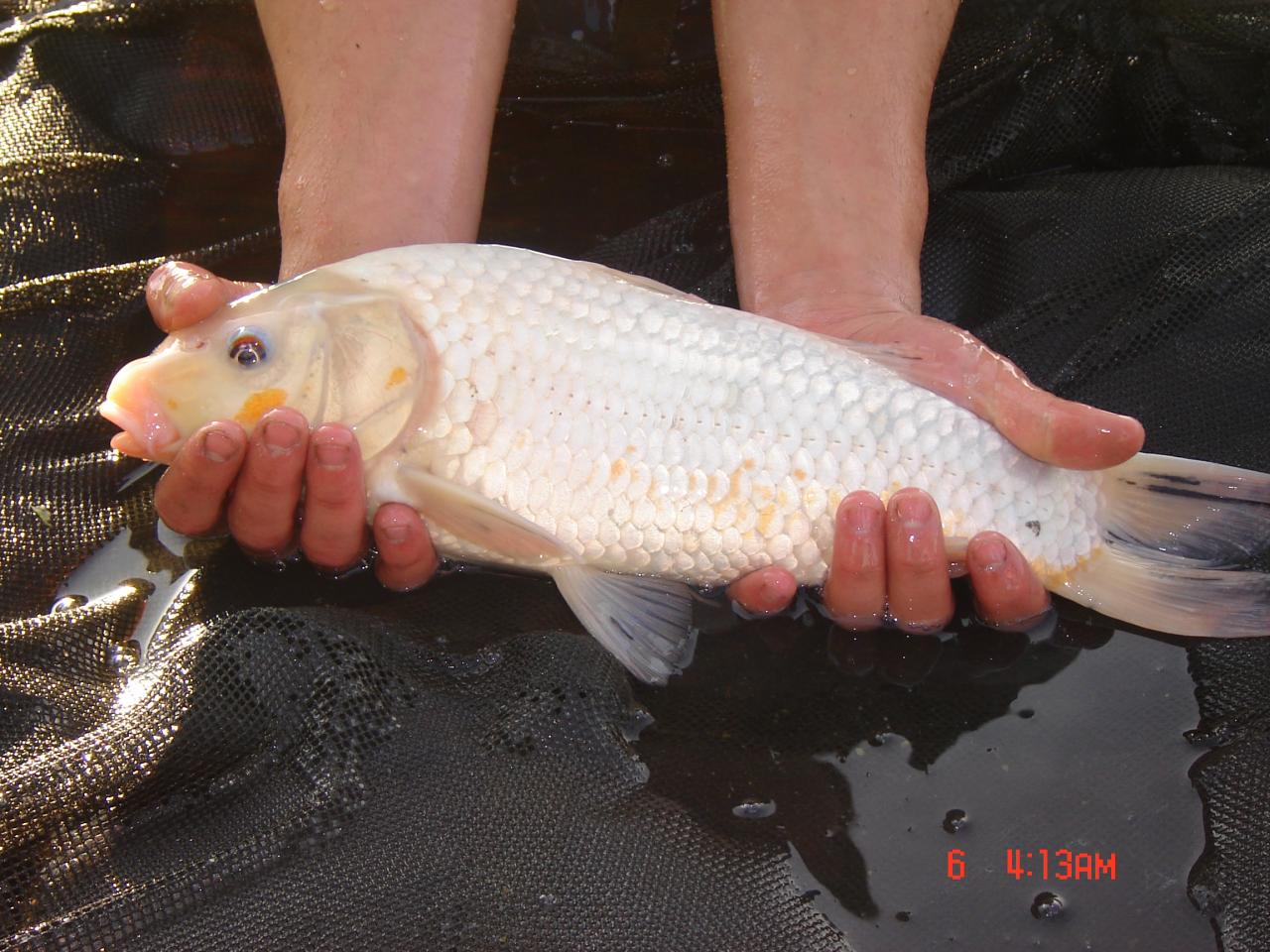 Vous remarquerez la jolie petite tache orange sur la joue...