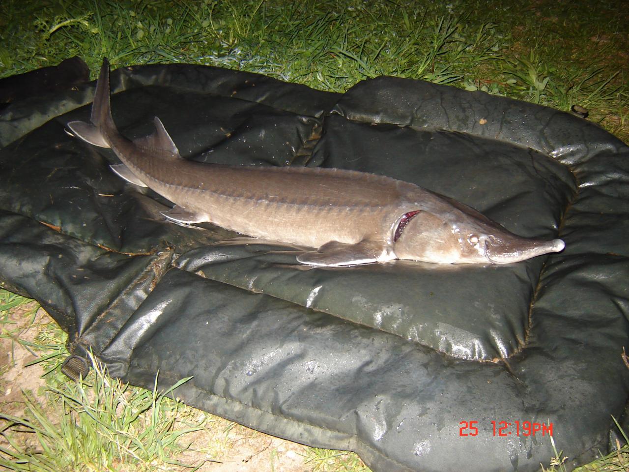 esturgeon 1m01 5kg800  2 ans après leur introduction dans l'etang
