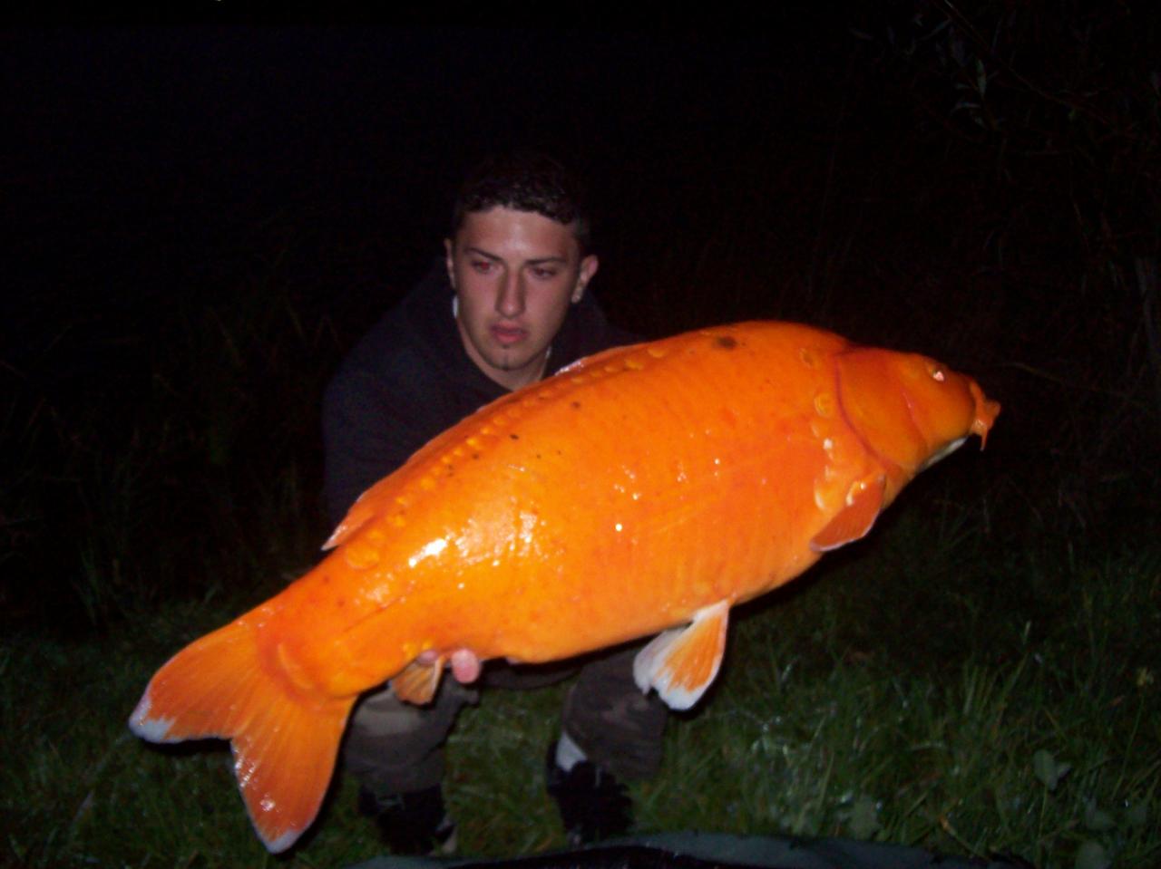 koi 11kg900