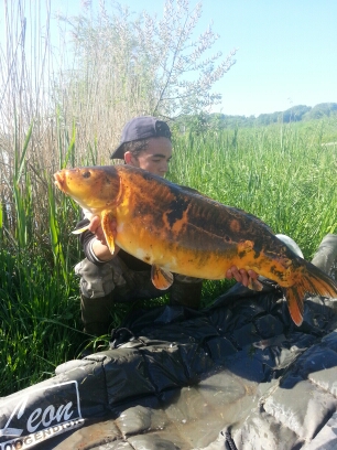 KOI  12KG5