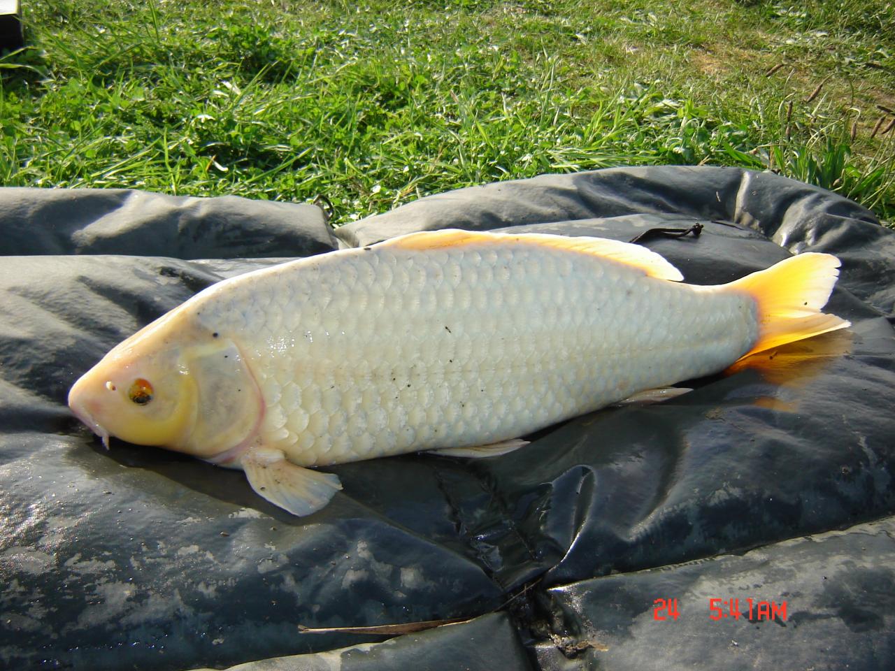 koi 6kg700 Ah là c'est que des koi...!