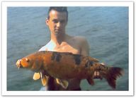 koi 8kg500