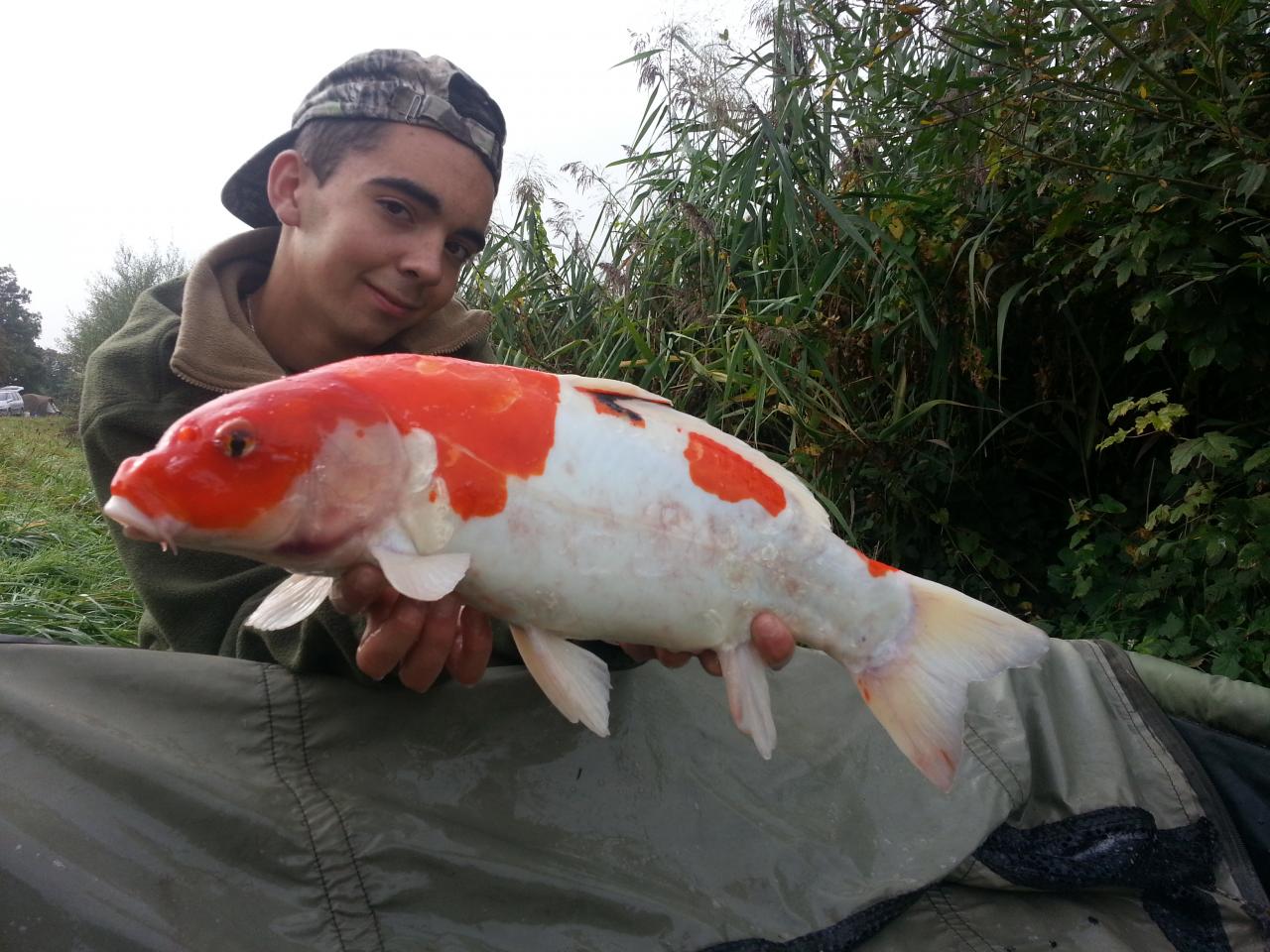 jolie petite koi