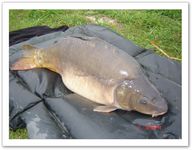 miroir 15kg800
