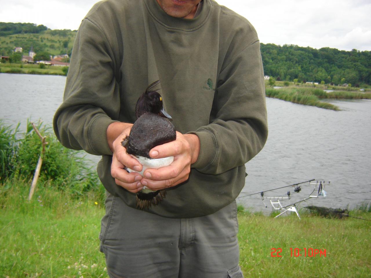 OH 1 CANARD