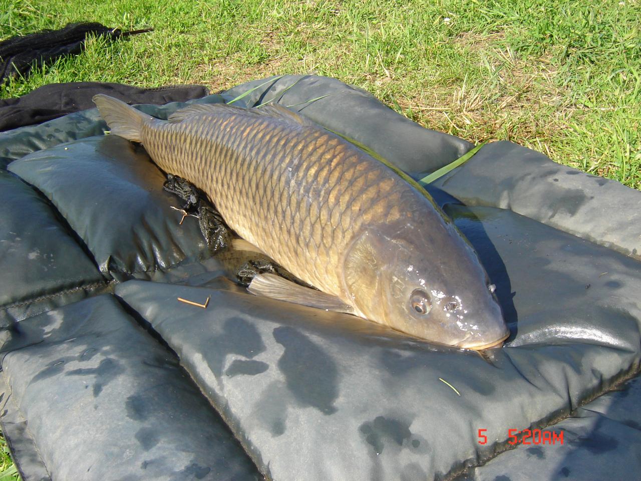 torpille 11kg600